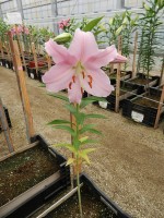 [4337 Berbiano VH No01.JPG]